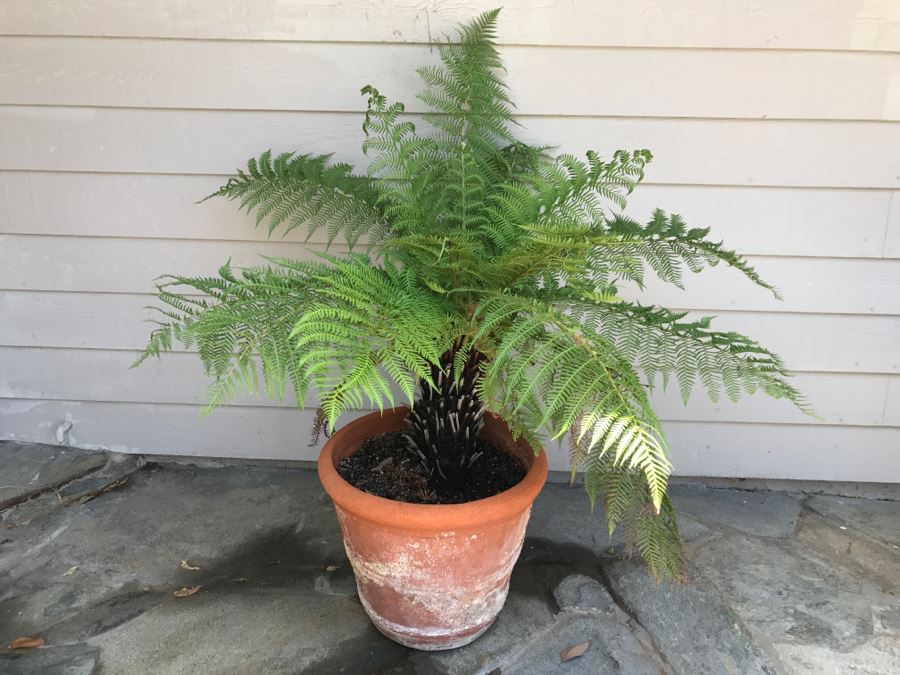 Potted 4' Fern [Photo 1]