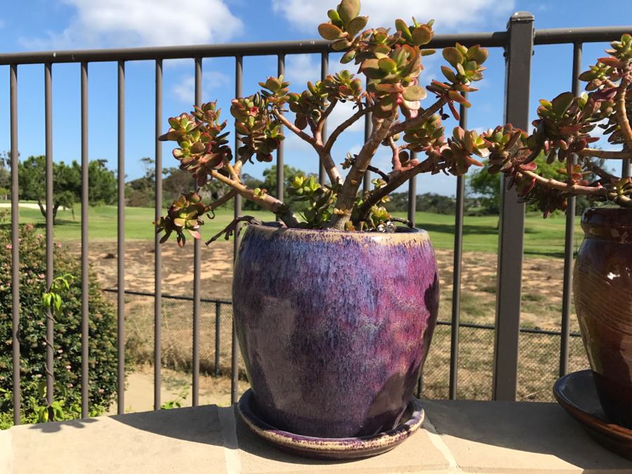 Pair Of Potted Plants [Photo 2]