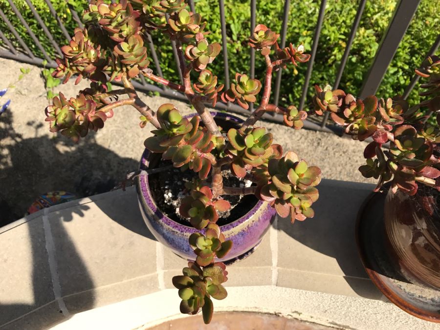 Pair Of Potted Plants [Photo 7]