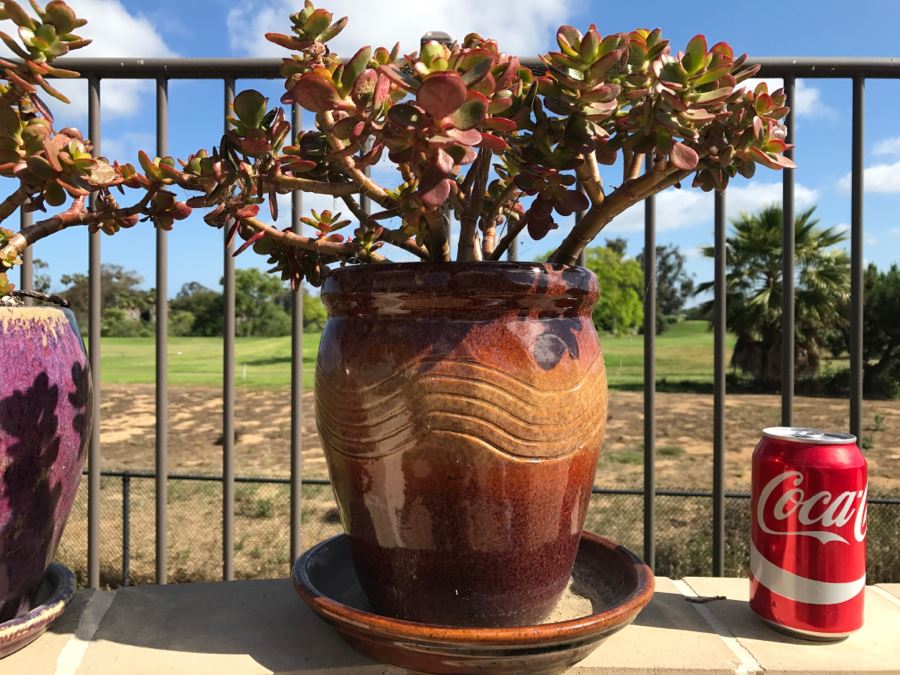 Pair Of Potted Plants [Photo 4]