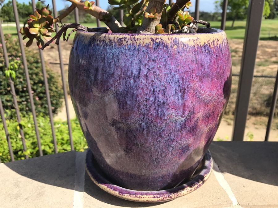 Pair Of Potted Plants [Photo 3]