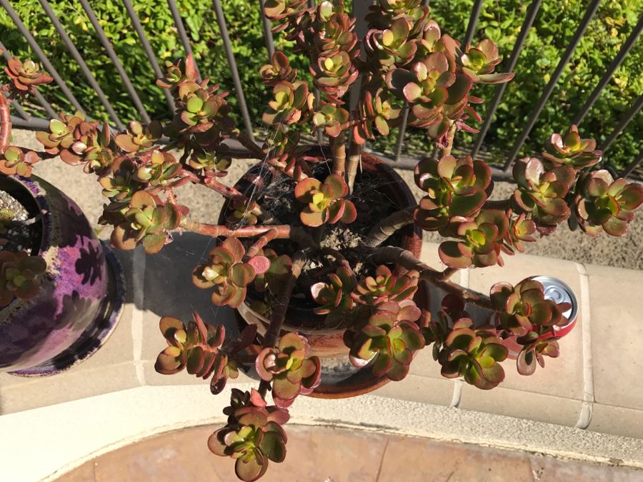 Pair Of Potted Plants [Photo 6]