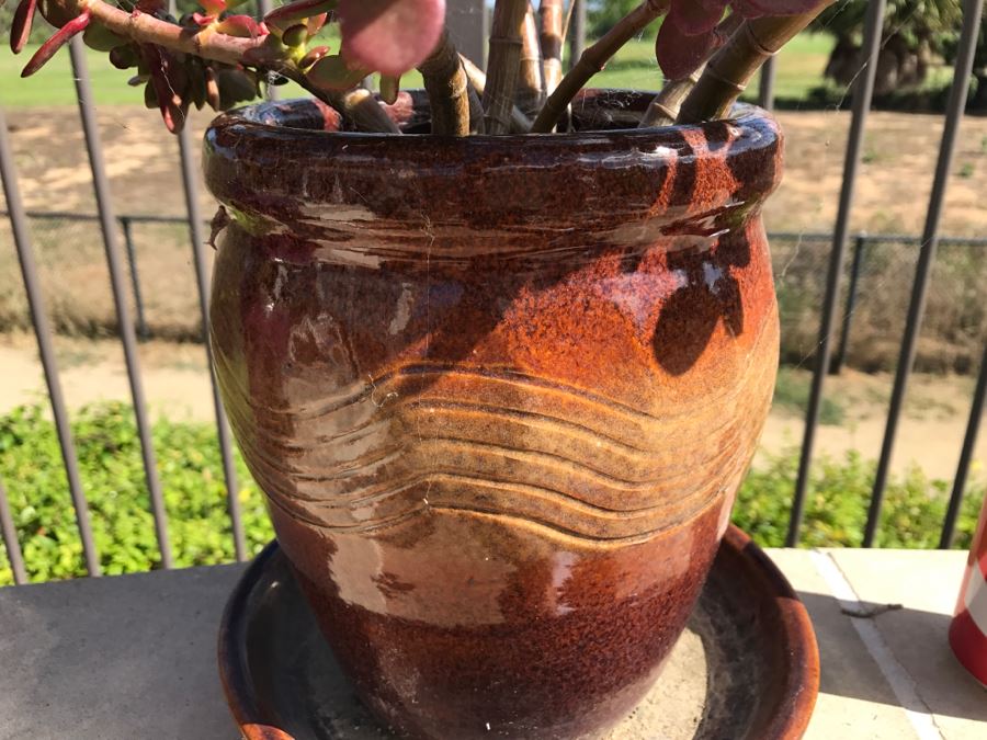 Pair Of Potted Plants [Photo 5]