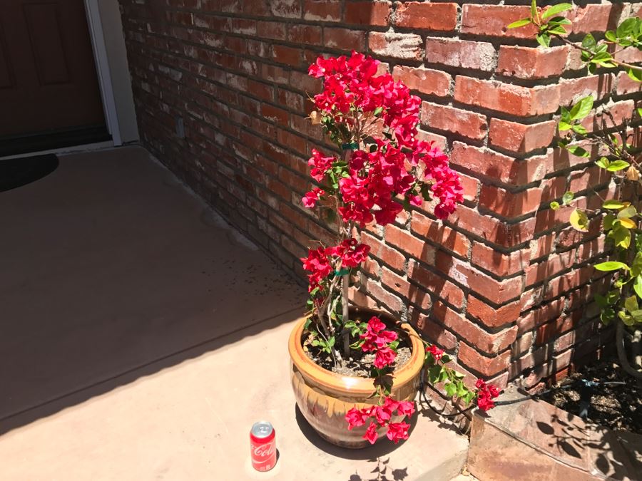 Pair Of Potted Bugenvilija Plants [Photo 4]