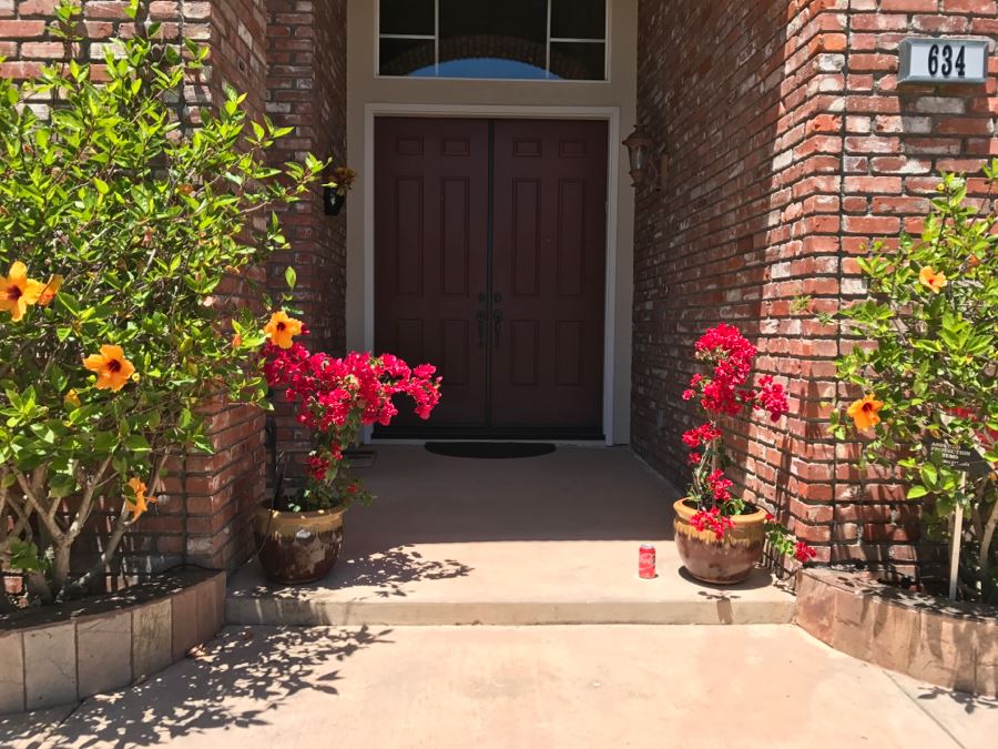 Pair Of Potted Bugenvilija Plants [Photo 6]
