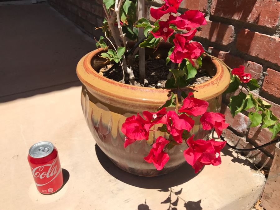 Pair Of Potted Bugenvilija Plants [Photo 5]