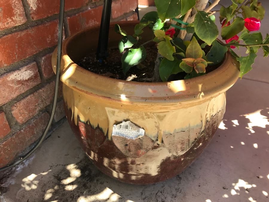 Pair Of Potted Bugenvilija Plants [Photo 3]