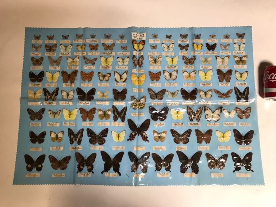 Real Butterfly Specimens Made In Taiwan