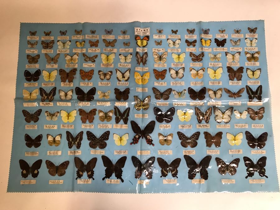 Real Butterfly Specimens Made In Taiwan [Photo 2]