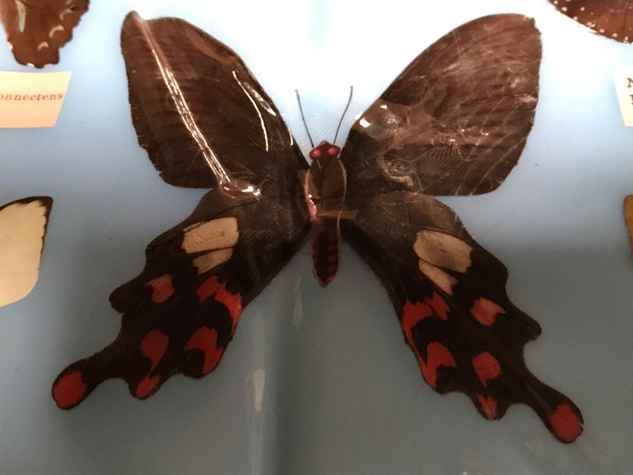 Real Butterfly Specimens Made In Taiwan [Photo 11]