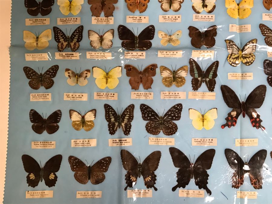 Real Butterfly Specimens Made In Taiwan [Photo 5]