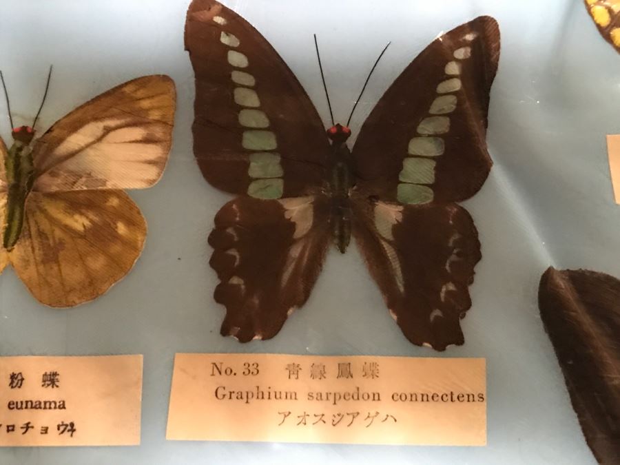 Real Butterfly Specimens Made In Taiwan [Photo 12]