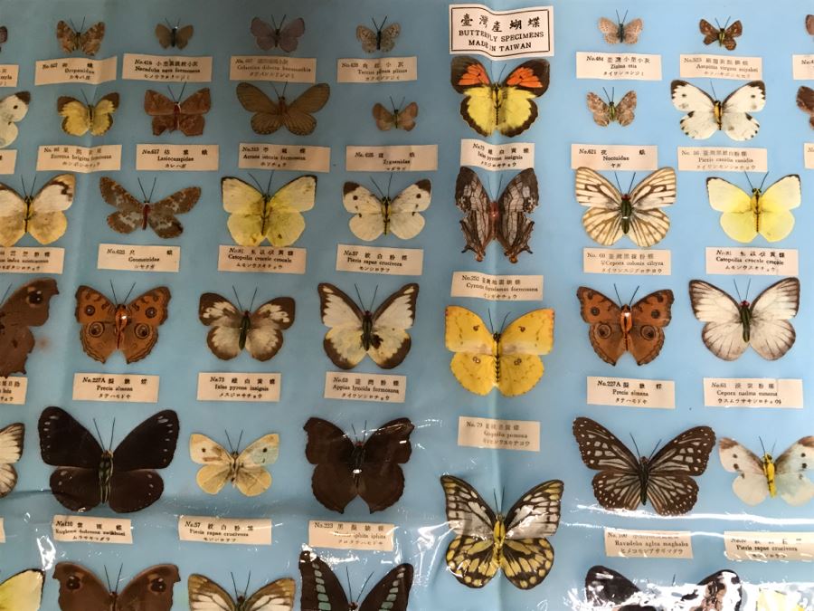 Real Butterfly Specimens Made In Taiwan [Photo 9]