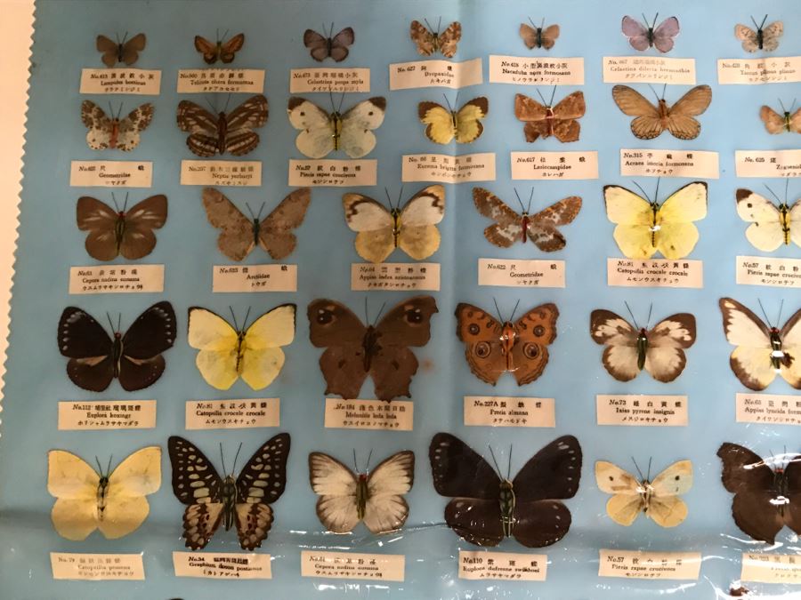 Real Butterfly Specimens Made In Taiwan [Photo 10]