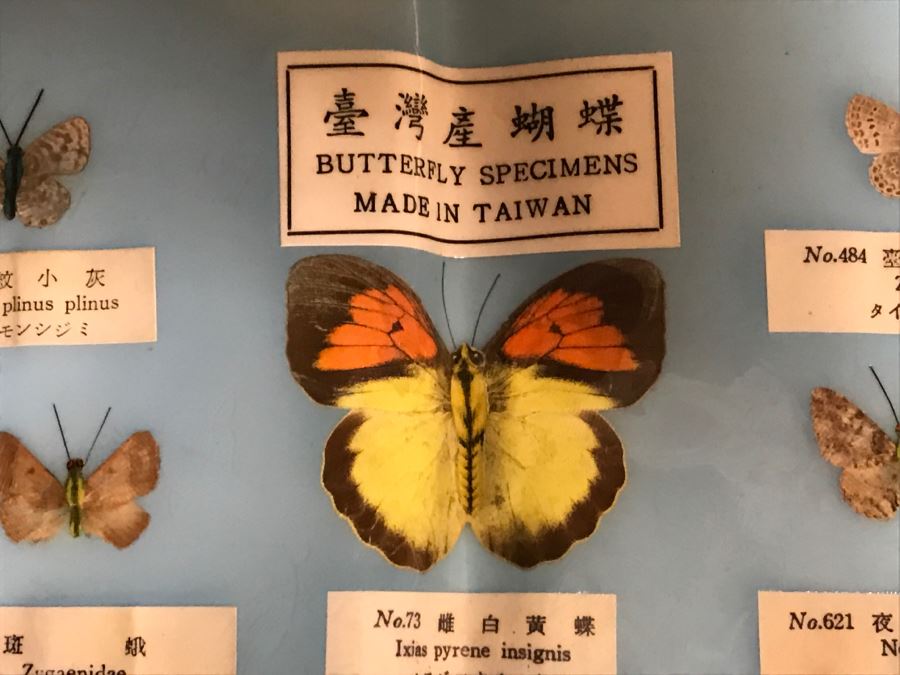 Real Butterfly Specimens Made In Taiwan [Photo 4]