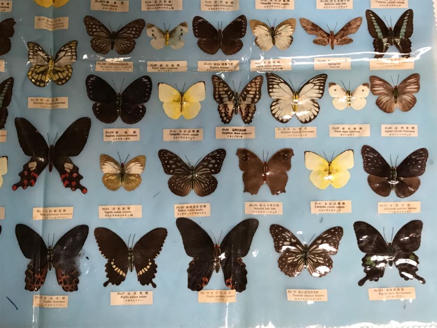 Real Butterfly Specimens Made In Taiwan [Photo 7]