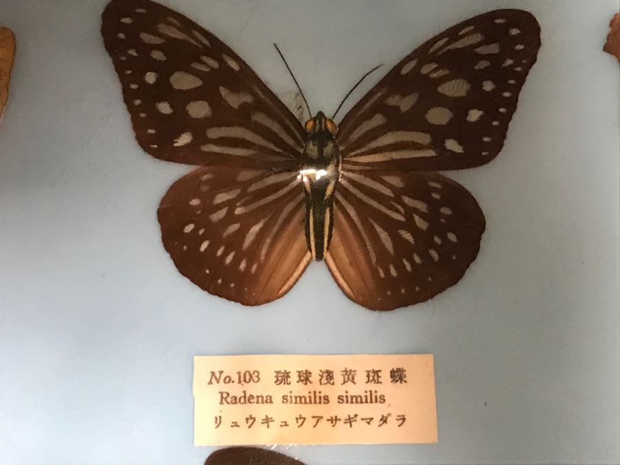 Real Butterfly Specimens Made In Taiwan [Photo 14]