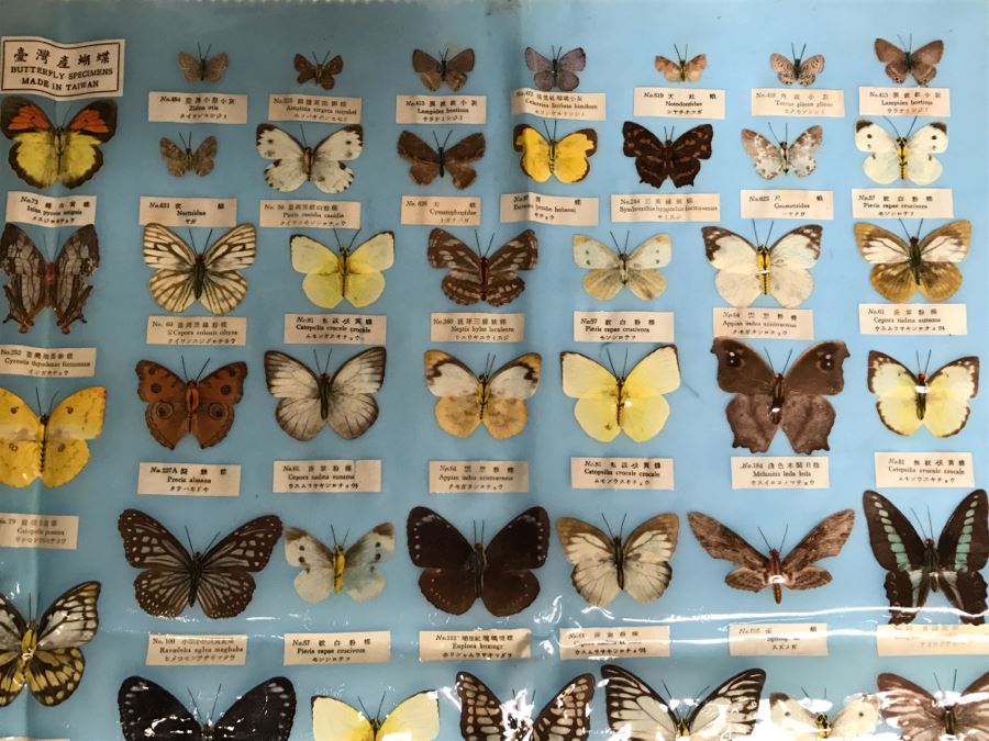 Real Butterfly Specimens Made In Taiwan [Photo 8]