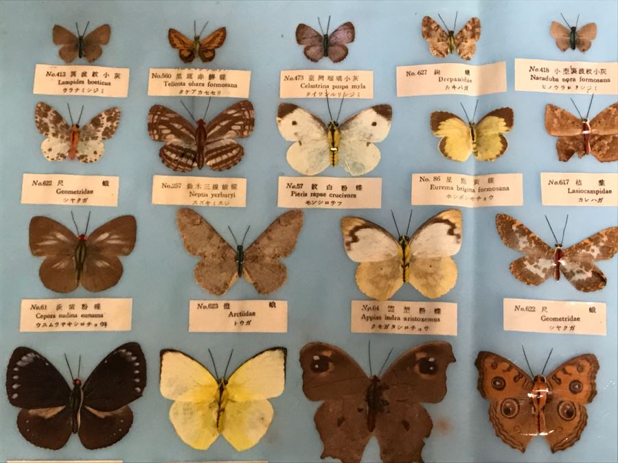 Real Butterfly Specimens Made In Taiwan [Photo 6]