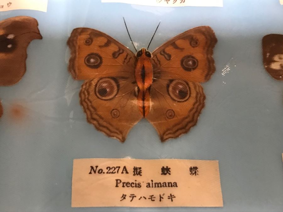 Real Butterfly Specimens Made In Taiwan [Photo 13]