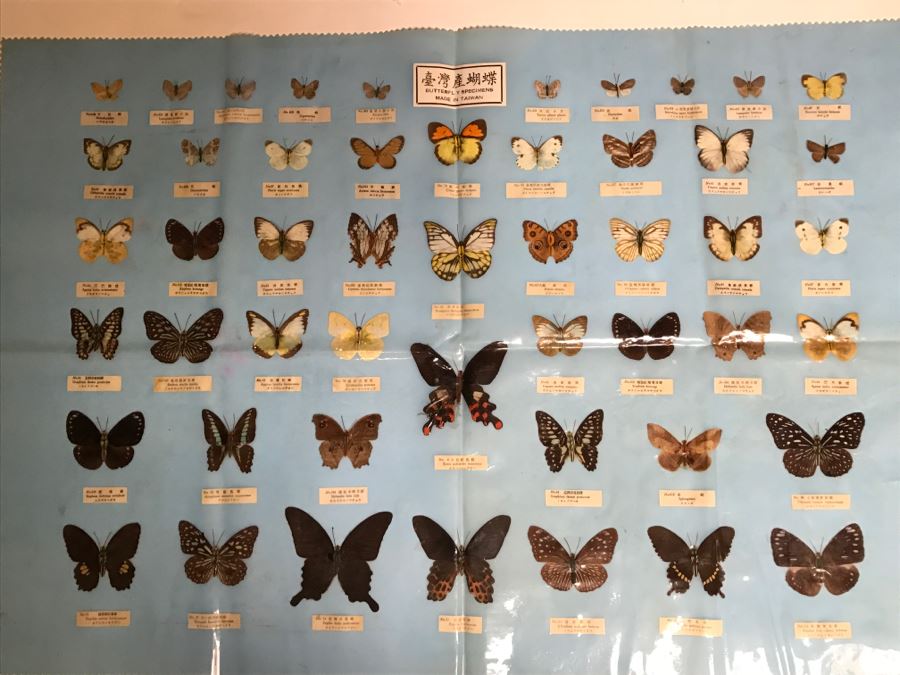 Real Butterfly Specimens Made In Taiwan [Photo 2]