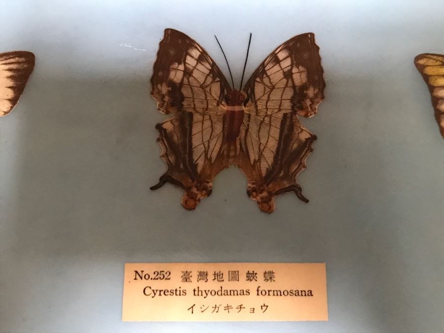 Real Butterfly Specimens Made In Taiwan [Photo 11]