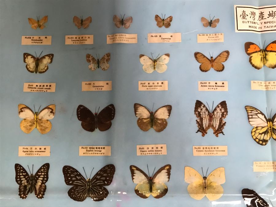 Real Butterfly Specimens Made In Taiwan [Photo 4]