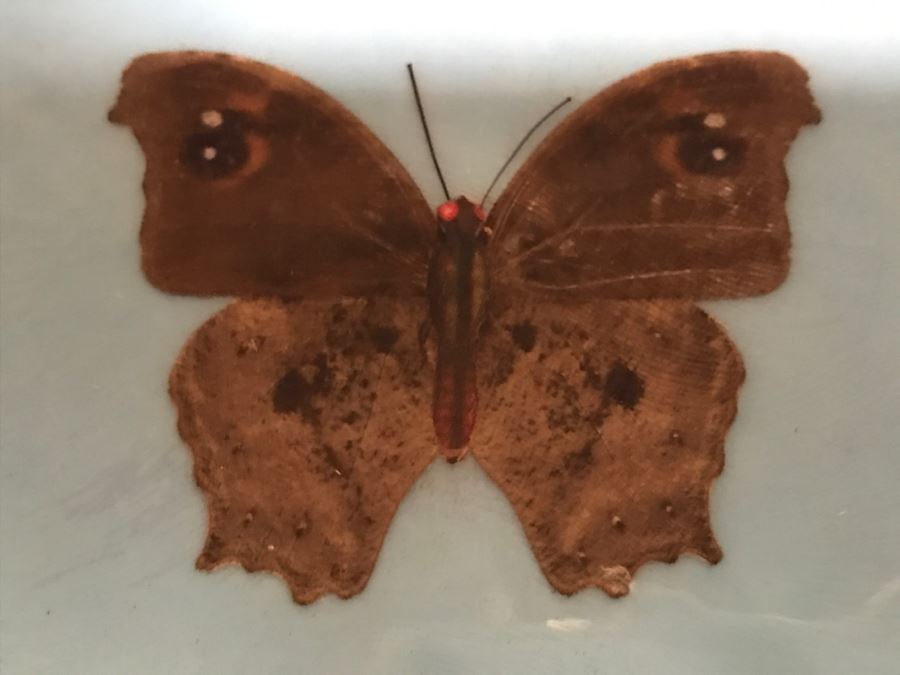 Real Butterfly Specimens Made In Taiwan [Photo 10]