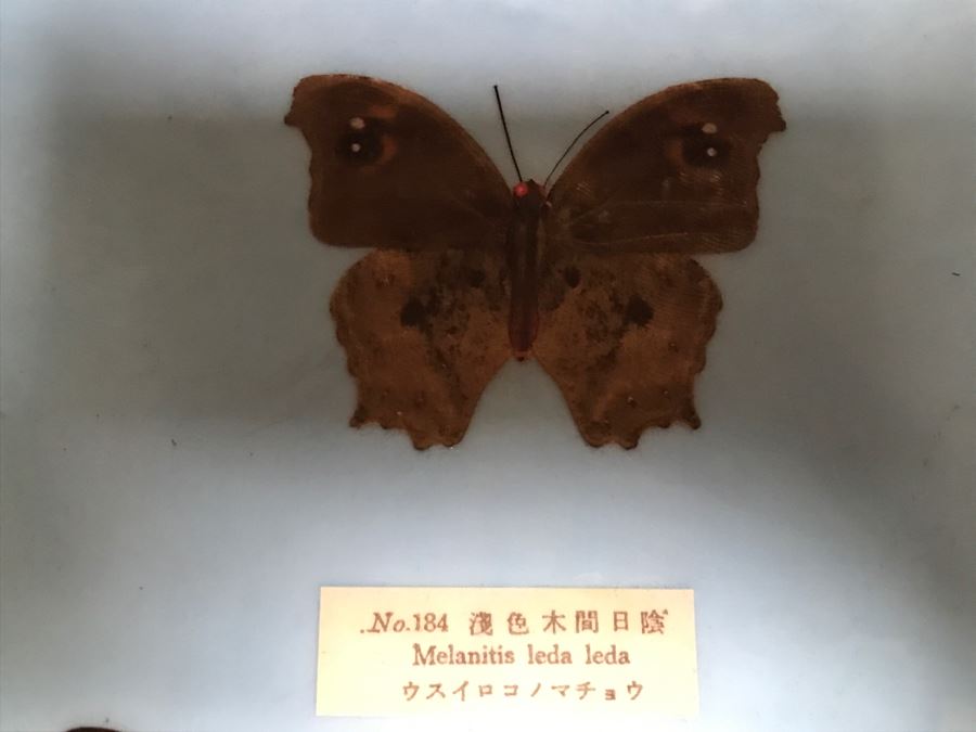 Real Butterfly Specimens Made In Taiwan [Photo 9]