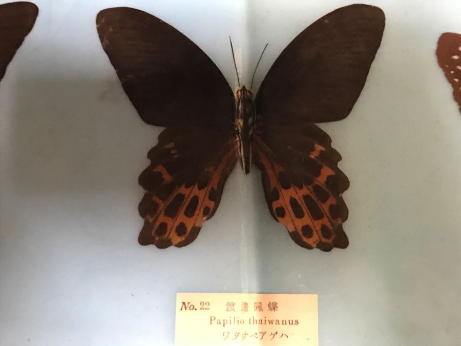 Real Butterfly Specimens Made In Taiwan [Photo 8]