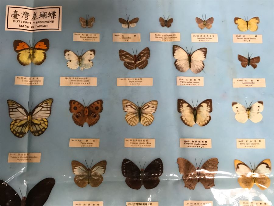 Real Butterfly Specimens Made In Taiwan [Photo 7]