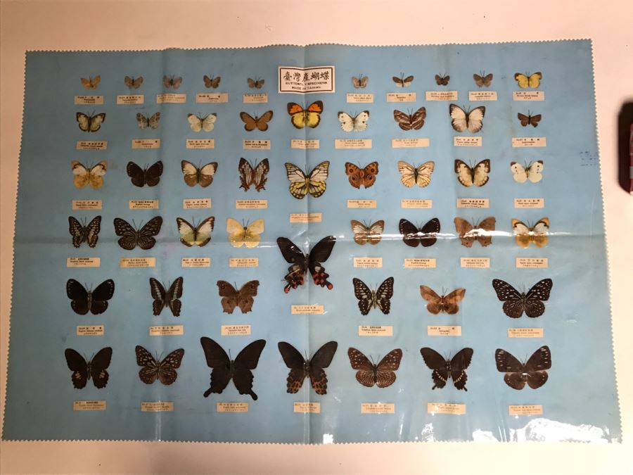 Real Butterfly Specimens Made In Taiwan