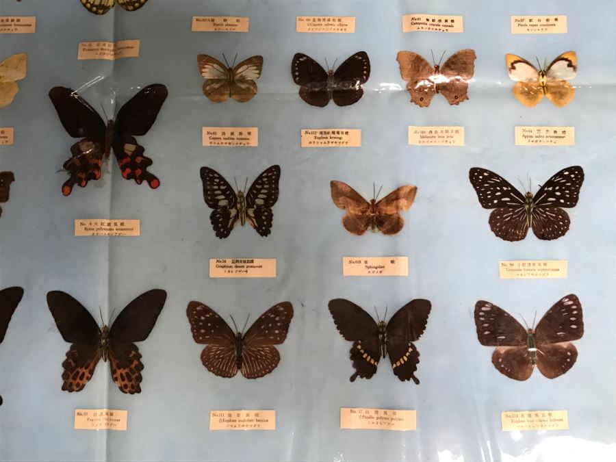 Real Butterfly Specimens Made In Taiwan [Photo 6]