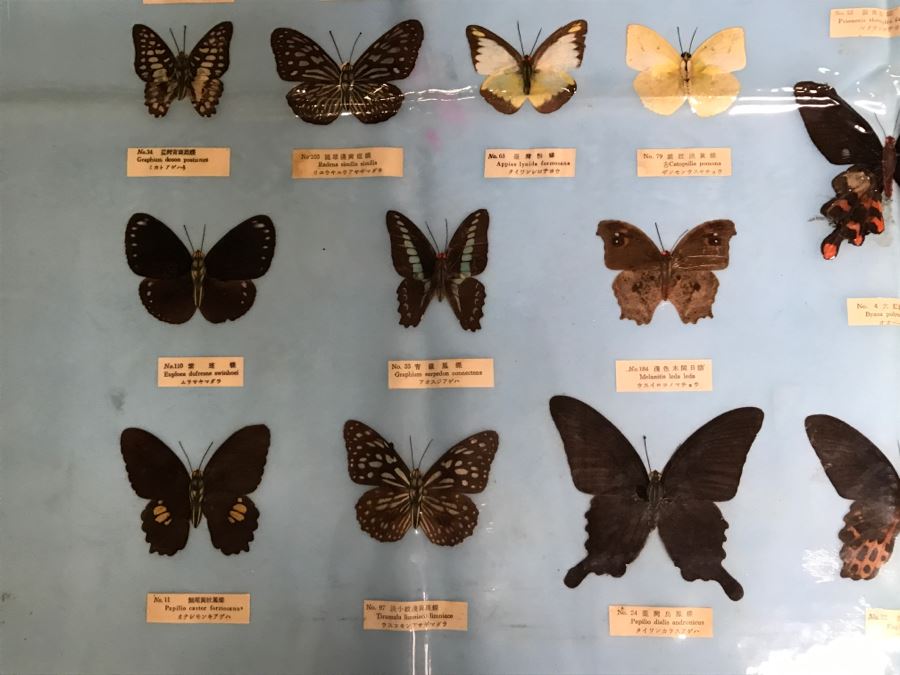 Real Butterfly Specimens Made In Taiwan [Photo 5]
