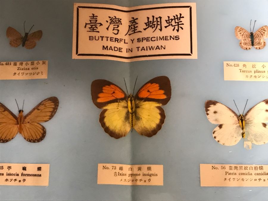 Real Butterfly Specimens Made In Taiwan [Photo 3]