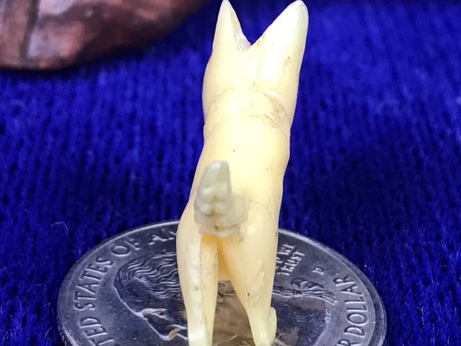 Carved Wood Turtle And Small Carved Bone Scottish Terrier Figurine [Photo 8]