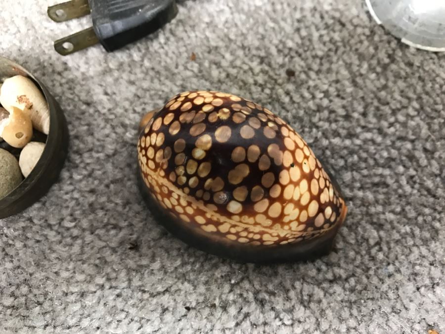 Historical WWII Military Trunk Time Capsule Loaded With Period Items Including Unopened Tobacco, Letters, Gold Fountain Pens, Notes, Japanese Military Jacket And More Owned By Charles F. Chase U.S.N. Doctor PhM Pharmacist's Mate - See All Photos [Photo 96]