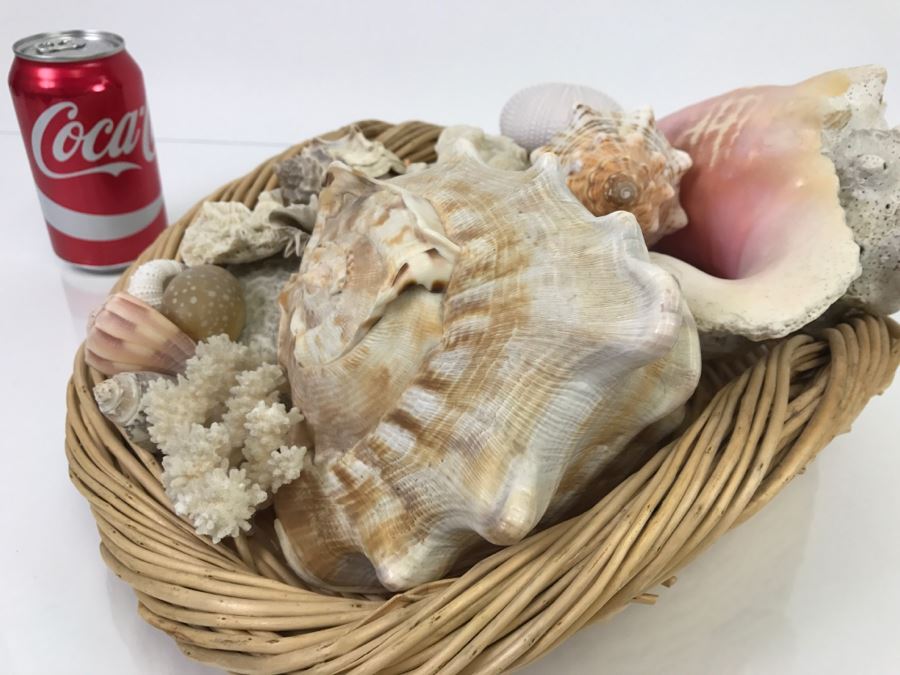Large Open Basket Filled With Nice Seashells Including Large Conch Shell [Photo 7]