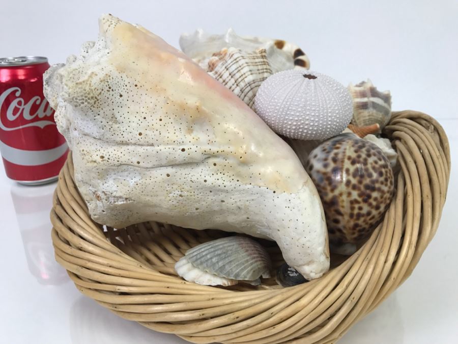 Large Open Basket Filled With Nice Seashells Including Large Conch Shell [Photo 5]