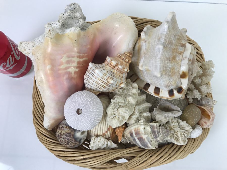 Large Open Basket Filled With Nice Seashells Including Large Conch Shell [Photo 3]