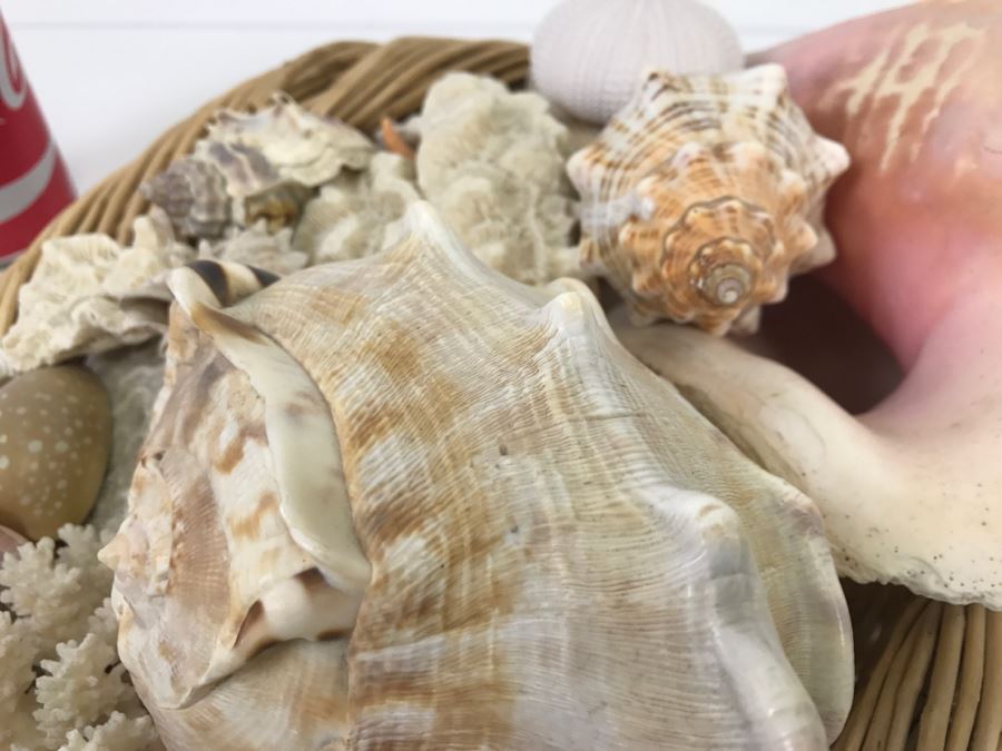 Large Open Basket Filled With Nice Seashells Including Large Conch Shell [Photo 8]