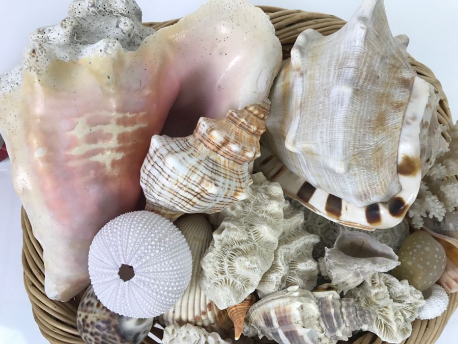 Large Open Basket Filled With Nice Seashells Including Large Conch Shell [Photo 4]