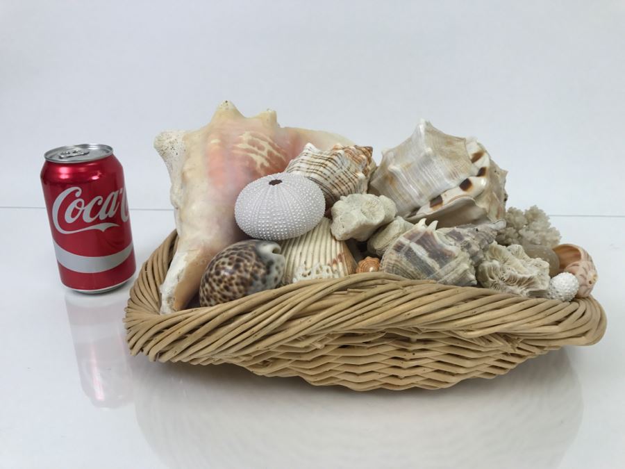 Large Open Basket Filled With Nice Seashells Including Large Conch Shell
