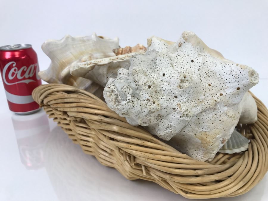 Large Open Basket Filled With Nice Seashells Including Large Conch Shell [Photo 6]