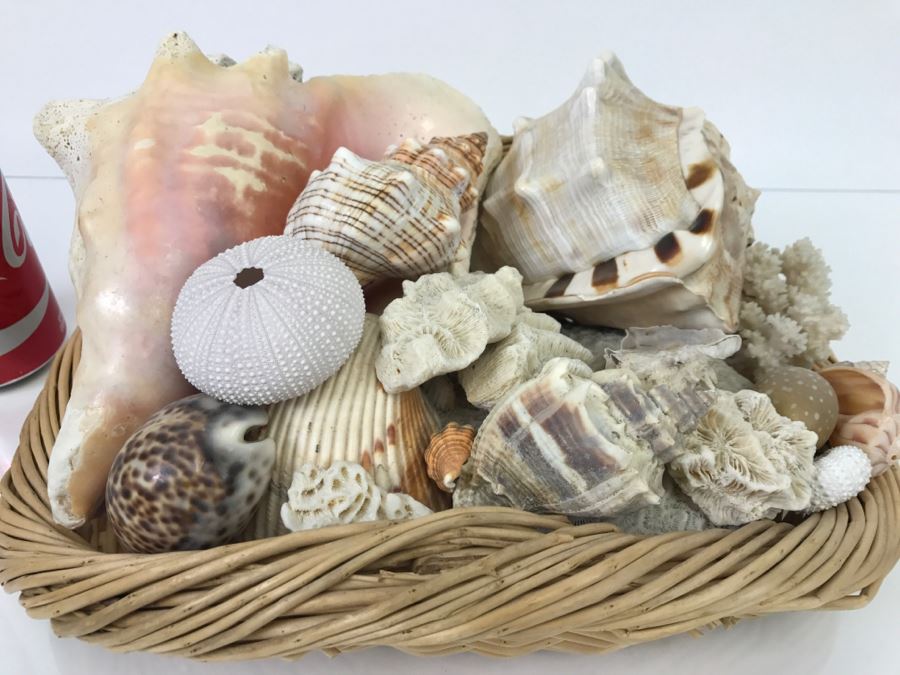 Large Open Basket Filled With Nice Seashells Including Large Conch Shell [Photo 2]
