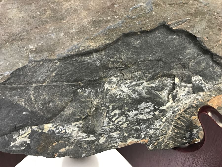 Old Fossils On Front And Back Of Slate Slab - 11'W x 7'H [Photo 11]