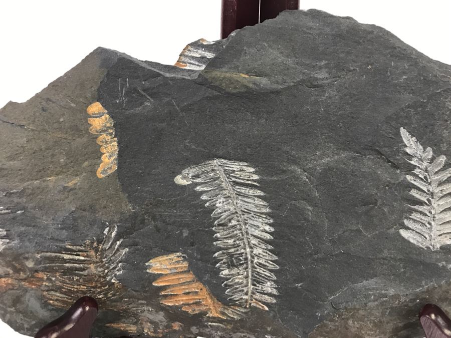 Old Fossils On Front And Back Of Slate Slab - 11'W x 7'H [Photo 4]