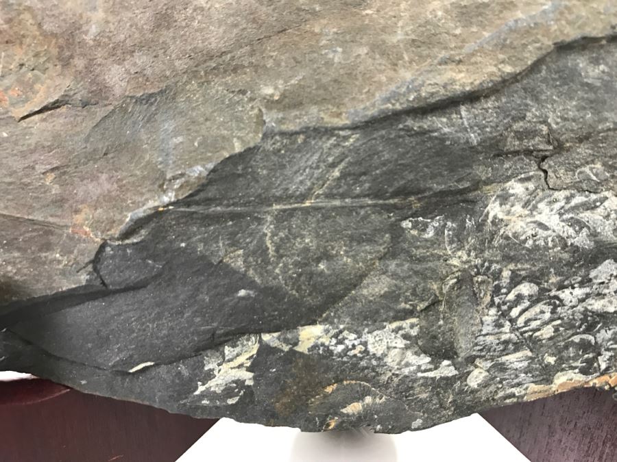 Old Fossils On Front And Back Of Slate Slab - 11'W x 7'H [Photo 12]