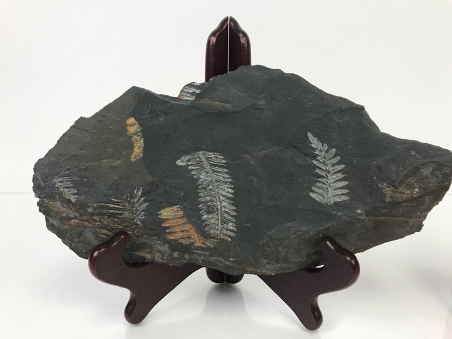 Old Fossils On Front And Back Of Slate Slab - 11'W x 7'H [Photo 2]