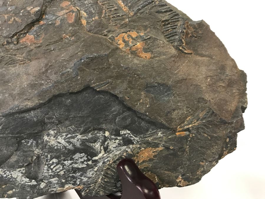 Old Fossils On Front And Back Of Slate Slab - 11'W x 7'H [Photo 10]